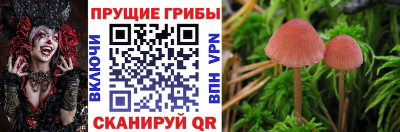 Галлюциногенные грибы ЛСД  Купить где  Красный Холм 